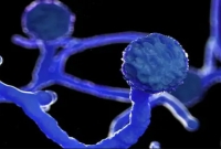 এক মাস্ক বেশি দিন পরলে ব্ল্যাক ফাঙ্গাসের ঝুঁকি, দাবি চিকিৎসকদের