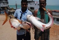 ‘পদ্মার পাঙ্গাশ তাই দাম বেশি’