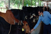 নামকরা সংস্থার চাকরি ছেড়ে গরুর খামারি, বছরে আয় ৪৪ কোটি