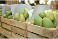 পাকিস্তানের উপহার আম ফিরিয়ে দিল চীন-যুক্তরাষ্ট্রসহ সাত দেশ