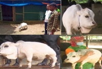 বাংলাদেশের রানি গিনেস ওয়ার্ল্ড রেকর্ডসে!