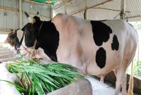 কোরবানি ঈদের জন্য হিরো আলমকে প্রস্তুত করা হয়েছে