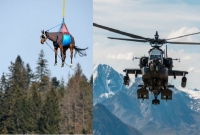 যেকারণে ঘোড়াটিকে এভাবে নিয়ে উড়ল হেলিকপ্টার