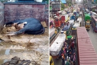 তীব্র যানজটে আটকে পড়ায় প্রচণ্ড গরমে আমার সবচেয়ে বড় গরুটি মারা গেছে