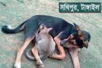 টাঙ্গাইলের সখীপুরে কুকুরের দুধ খেয়ে বেড়ে উঠছে মাতৃহীন বিড়াল ছানাটি