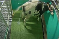 শুনে অবাক হচ্ছেন? টয়লেট ব্যবহার করছে গরু, করতে পারে ‘ফ্লাশ’ ও! (ভিডিও) শুনে অবাক হচ্ছেন? টয়লেট ব্যবহার করছে গরু, করতে পারে ‘ফ্লাশ’ ও! (ভিডিও)