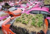 ট্যাক্সির ছাদে সবজি চাষ করে অভিনব প্রতিবাদ 