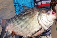 নদীতে মাছ ধরতে নেমে কাতলা মাছের আঘাতে প্রাণ গেল জেলের