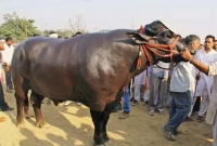 দাম উঠেছিল ২১ কোটি! রোজ দুধ-ঘি-মদ্যপানে হৃদ্‌রোগে মৃত্যু সুলতানের