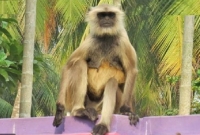 ফের ফিরে এসেছে হনুমানটি, আতঙ্ক এলাকাজুড়ে, আতঙ্কিত স্কুল শিক্ষার্থীরা!