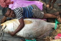 সুন্দরবনে ধরা সেই মাছটি বিক্রি হলো ৪৩ লাখ টাকায়