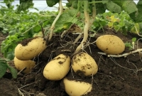 এক বিশেষ ধরনের ‘সুপার পটেটো’ তৈরি করলেন আমেরিকার বিজ্ঞানীরা