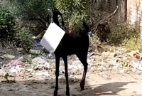 সরকারি অফিসের ফাইল নিয়ে পালাল ছাগল, অতঃপর…