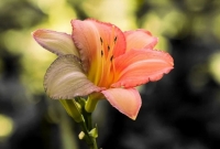 ফুল নাকি আর আগের মতো রঙিন নেই! কেন এমন দাবি বিজ্ঞানীদের, জানেন?