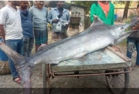 বাগেরহাটে ধরা পড়া মাছটির ওজন ১৫০ কেজি! 