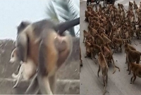 নিজেদের বাচ্চা হত্যার প্রতিশোধ নিতে  ২৫০ কুকুরছানা মেরে ফেলল বাঁদরের দল!