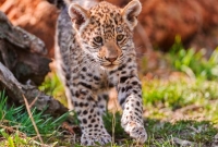 ছিল 'বিড়াল' বাড়িতে আনলে হয়ে গেল বাঘ!