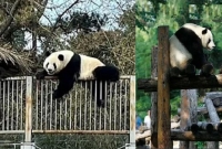 পান্ডার বুদ্ধিমত্তা দেখে অবাক সবাই!