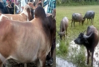 বাংলাদেশের যে অঞ্চলে গরু-মহিষের ‘জন্ম নিবন্ধন’ বাধ্যতামূলক