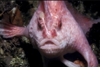 ২২ বছর পর প্রথমবারের মতো ফের দেখা মিলল বিরল প্রজাতির হাতওয়ালা মাছ