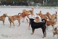 বিষ মেশানো খাবার খাইয়ে ১১টি পথকুকুরকে হত্যা!