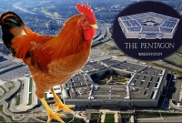 অনধিকার প্রবেশে তুমুল হইচই, অবশেষে গ্রেফতার মুরগি!