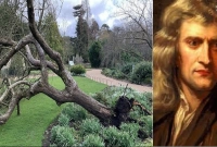 নিউটনের সেই ‘আপেল গাছ’ ঝড়ে ভেঙ্গে পড়েছে