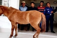 র'ক্তাক্ত অবস্থায় থানায় হাজির ঘোড়া!