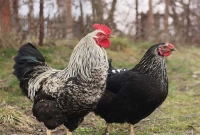 মুরগি চুরির অপরাধে মলদ্বারে স্ক্রু ড্রাইভার ঢুকিয়ে হ'ত্যা