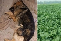 পাল্টাপাল্টি আক্রমণ ও লড়াই, কুকুরটি নিজের জীবন দিয়ে মনিবকে রক্ষা করল!