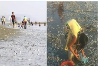 হঠাৎ কক্সবাজার সমুদ্রসৈকতে ভেসে আসছে ঝাঁকে ঝাঁকে মাছ!