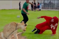 সিংহের ধাওয়ায় ছিটকে গেলেন অভিনেতা নিলয় ও তার স্ত্রী