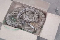 উপহারের প্যাকেটে আ.লীগ নেতাকে পাঠানো হলো সাপ!