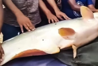 ধরা পড়েছে দেশের সবচেয়ে বড় পাঙাশ! ওজন জানলে অবাক হবেন!