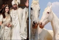 রণবীর-আলিয়ার বিয়েকে কেন্দ্র করে আরেক মন ভাল করার খবর