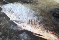 জেলের জালে ২৭ কেজির পোপা মাছ, দাম ৭ লাখ টাকা