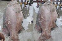 কী মাছ এটি? যার ওজন ১৪০ কেজি, বিক্রি ১ লাখ ৪০ হাজার টাকায়!