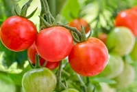 সবুজ টমেটো পাকার পর লাল হয় কেন?