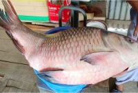 ২৮ হাজার টাকায় বিক্রি হলো কাতল মাছটি!