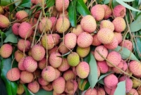 এই তথ্যটি জানলে লিচু আরো বেশি বেশি খাবেন!