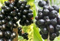 জাম খাওয়ার উপকারিতা জানলে প্রতিদিন খাবেন!