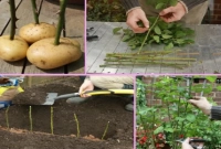 গোলাপের ডাঁটি আলুর ভিতরে ঢুকান, তাজ্জব ঘটনা তারপর!