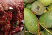 মাত্র ৩ টাকা আমের কেজি!