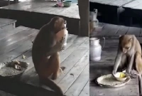 মানুষের মতো হোটেলে বসে খাবার খেলেন বাঁদর!