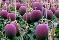 এই আম বিশ্বের সবচেয়ে দামি! এক কেজির দাম লাখ টাকা!