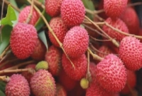 লিচু খালি পেটে খেতে নেই