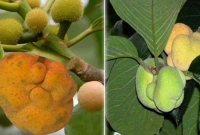  গ্রাম বাংলার অতি পরিচিত ফল ডেউয়া এখন বিলুপ্তির পথে!