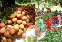 লিচুর বাম্পার ফলন ও ন্যায্য দাম পেয়ে খুশি চাষিরা