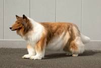 ১১ লক্ষ টাকা খরচ করে নিজেকে ‘কুকুর’ বানালেন যুবক!