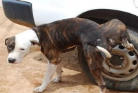 কুকুর কেন সবসময় এভাবে প্রস্রাব করে? অবাক কারণ!